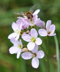 Wiesenschaumkraut-L 053.jpg